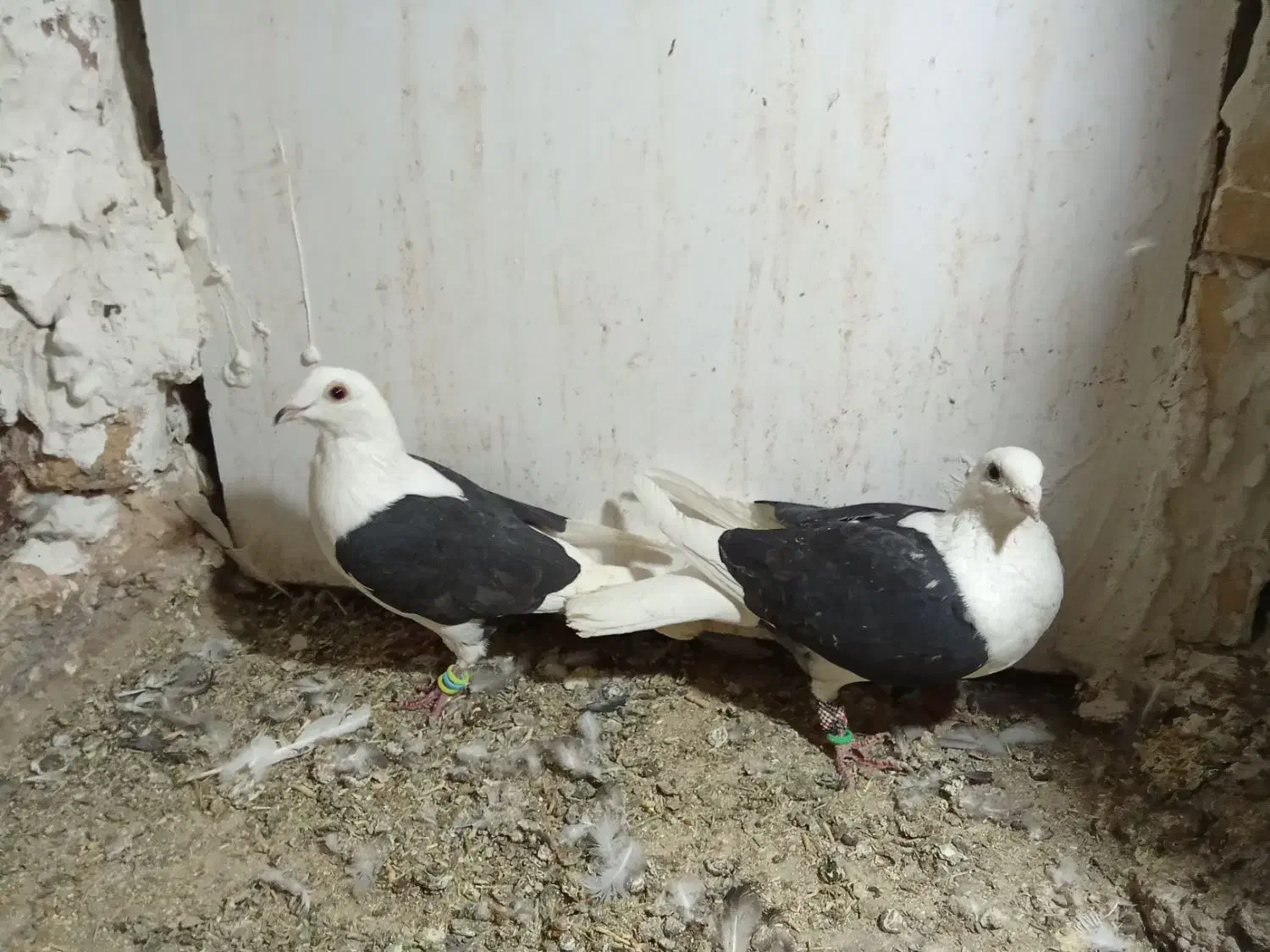 جفت پشتی سیاه گراف میزون|پرنده|جلگه رخ, |دیوار