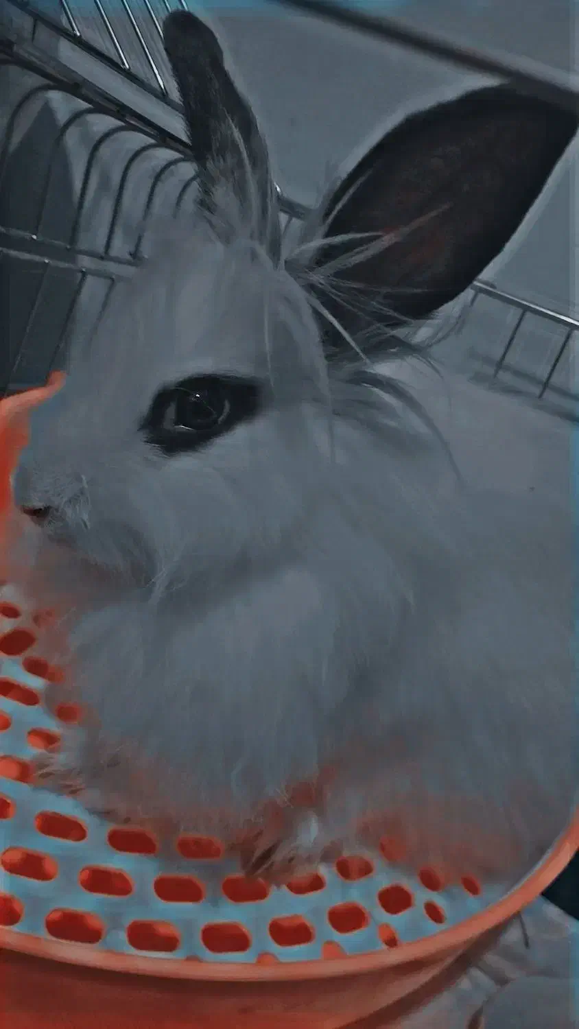 حیوان|موش و خرگوش|کرمان, |دیوار