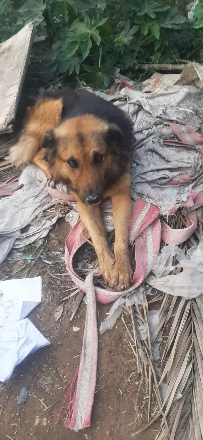 سیدعباس|سگ|رشت, کوی مهر|دیوار