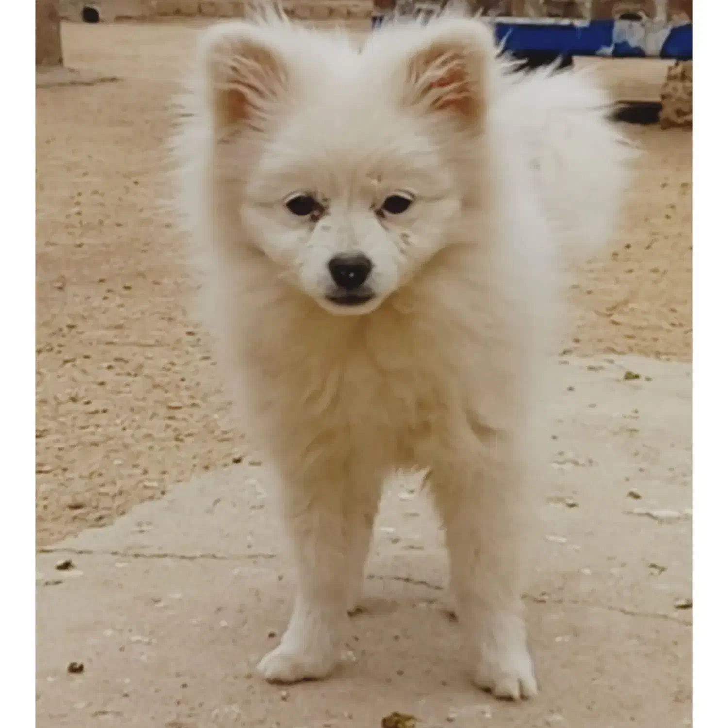 واگذاری سگ پامر|سگ|مبارکه, |دیوار