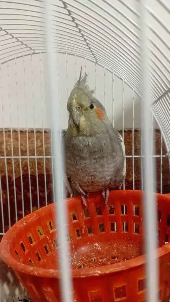 سه عدد عروس هلندی|پرنده|شوش, |دیوار