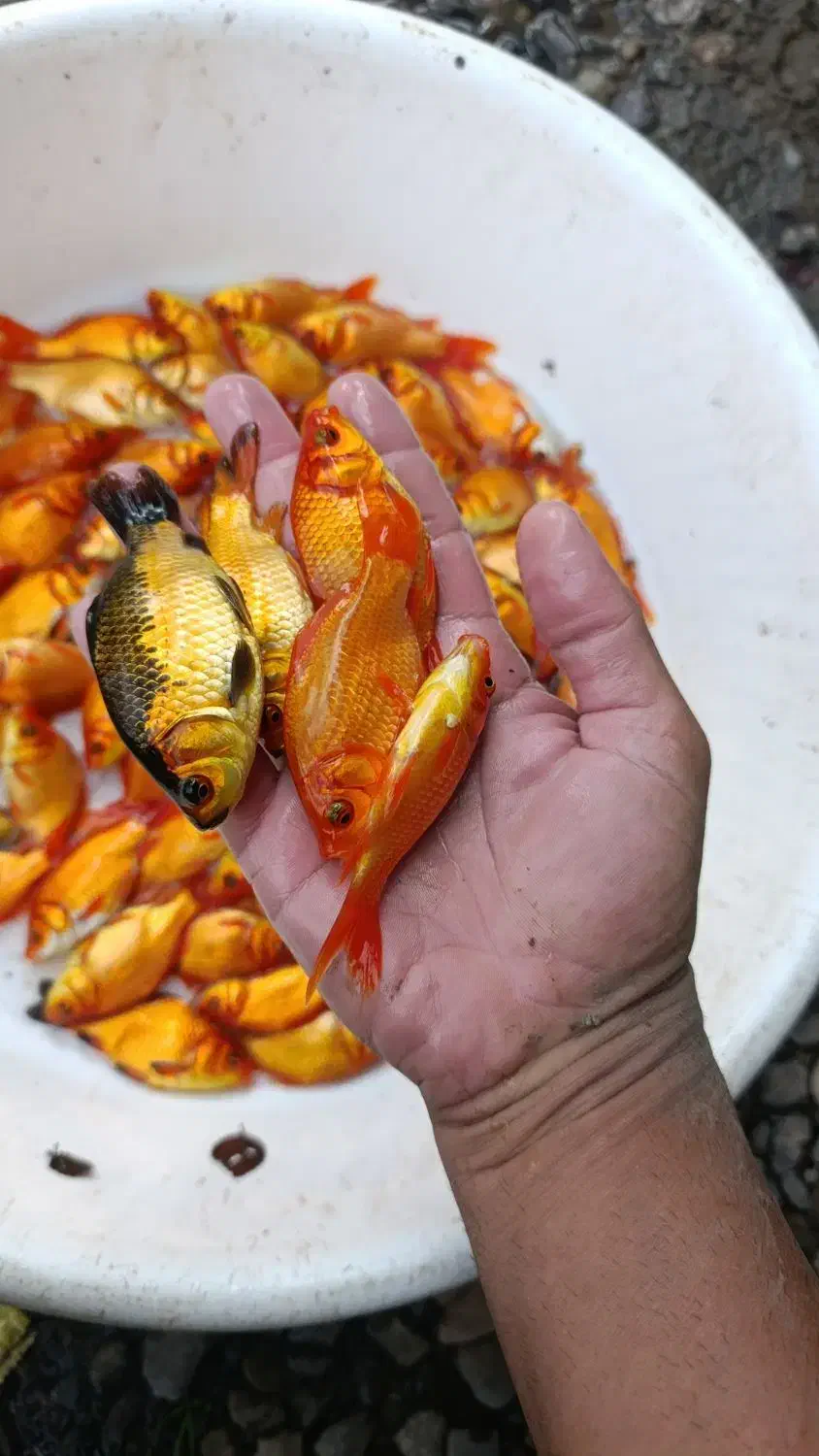 ماهی قرمز شکار اردک ماهی بدونه دلال|ماهی|رشت, حومه رشت|دیوار