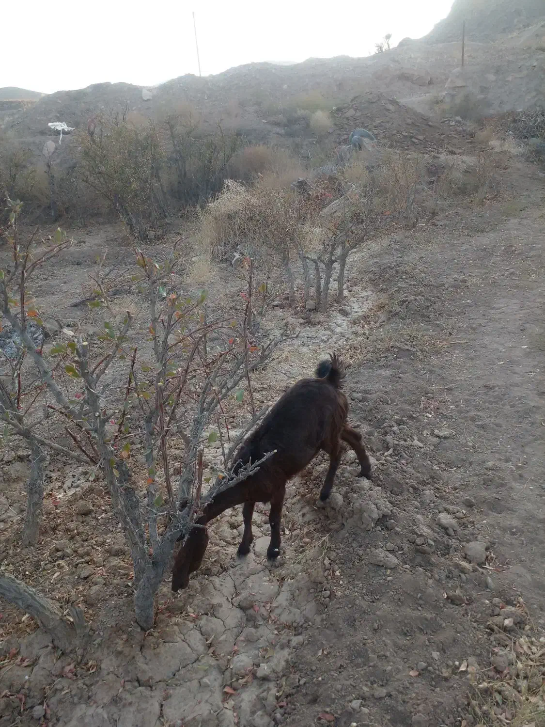 گوسفند|حیوانات مزرعه|مود, |دیوار