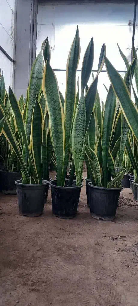 سانسوریا مستقیم از گلخانه قیمت عال ی پطوس گل|گل و گیاه طبیعی|آمل, |دیوار