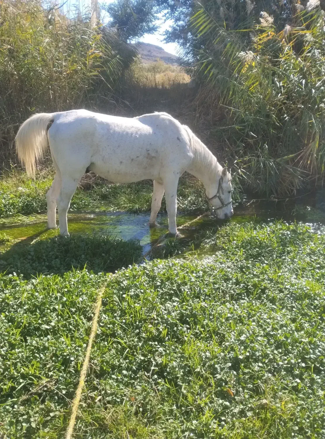 اسب سواری|اسب و تجهیزات اسبسواری|مشگین شهر, |دیوار