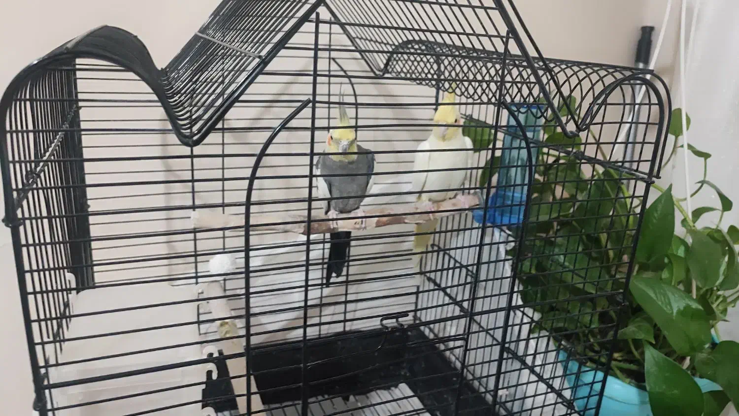 عروس هلندی جفت|پرنده|مشهد, قائم|دیوار