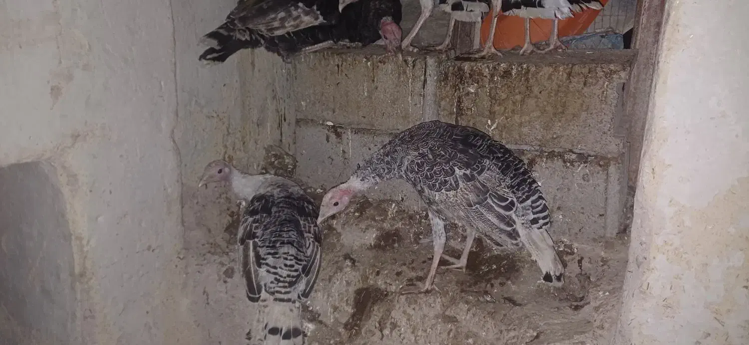 بوقلمون|حیوانات مزرعه|جغتای, |دیوار