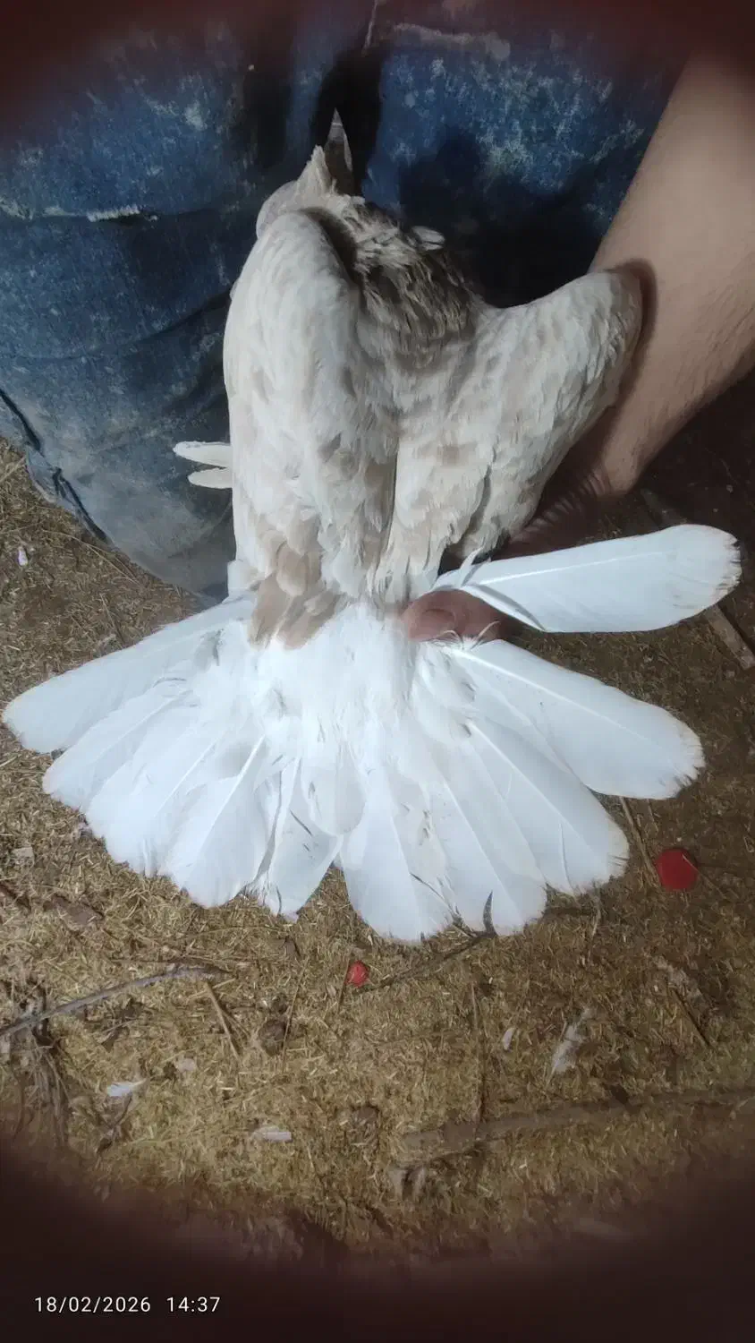 کبوتر|پرنده|اسفراین, |دیوار