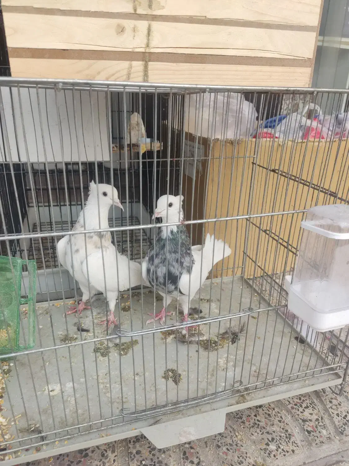 کبوتر طوقی|پرنده|یاسوج, |دیوار