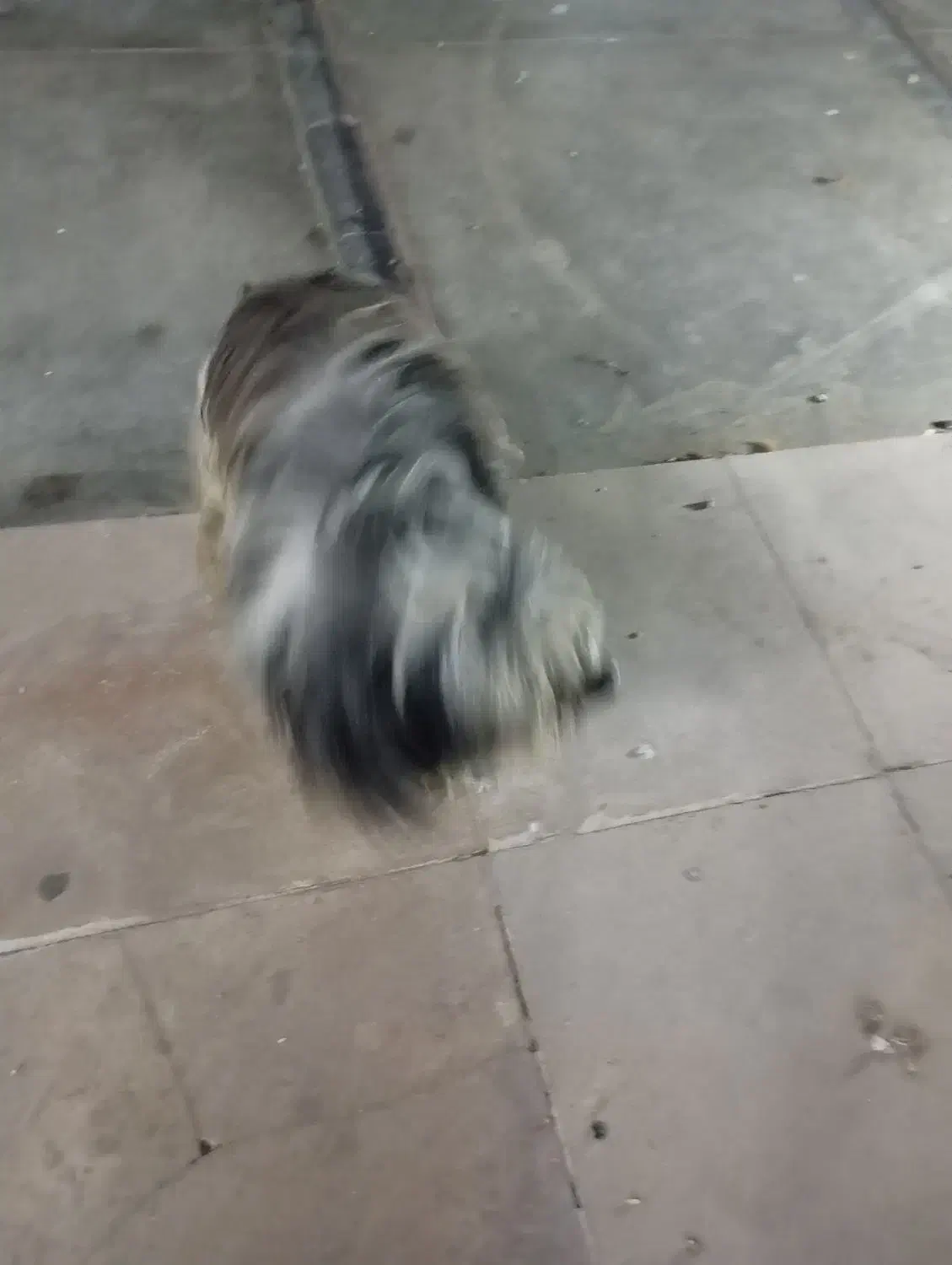 سگ شیتزو|سگ|چهارباغ, |دیوار