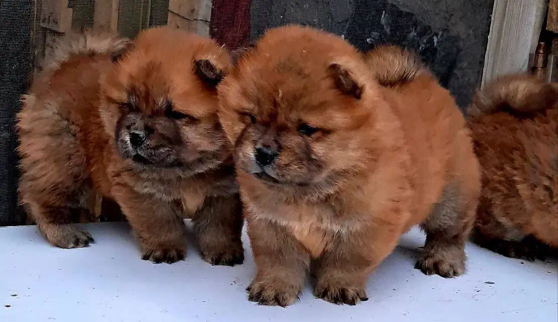 توله چاو چاو اصیل|سگ|کرمانشاه, |دیوار