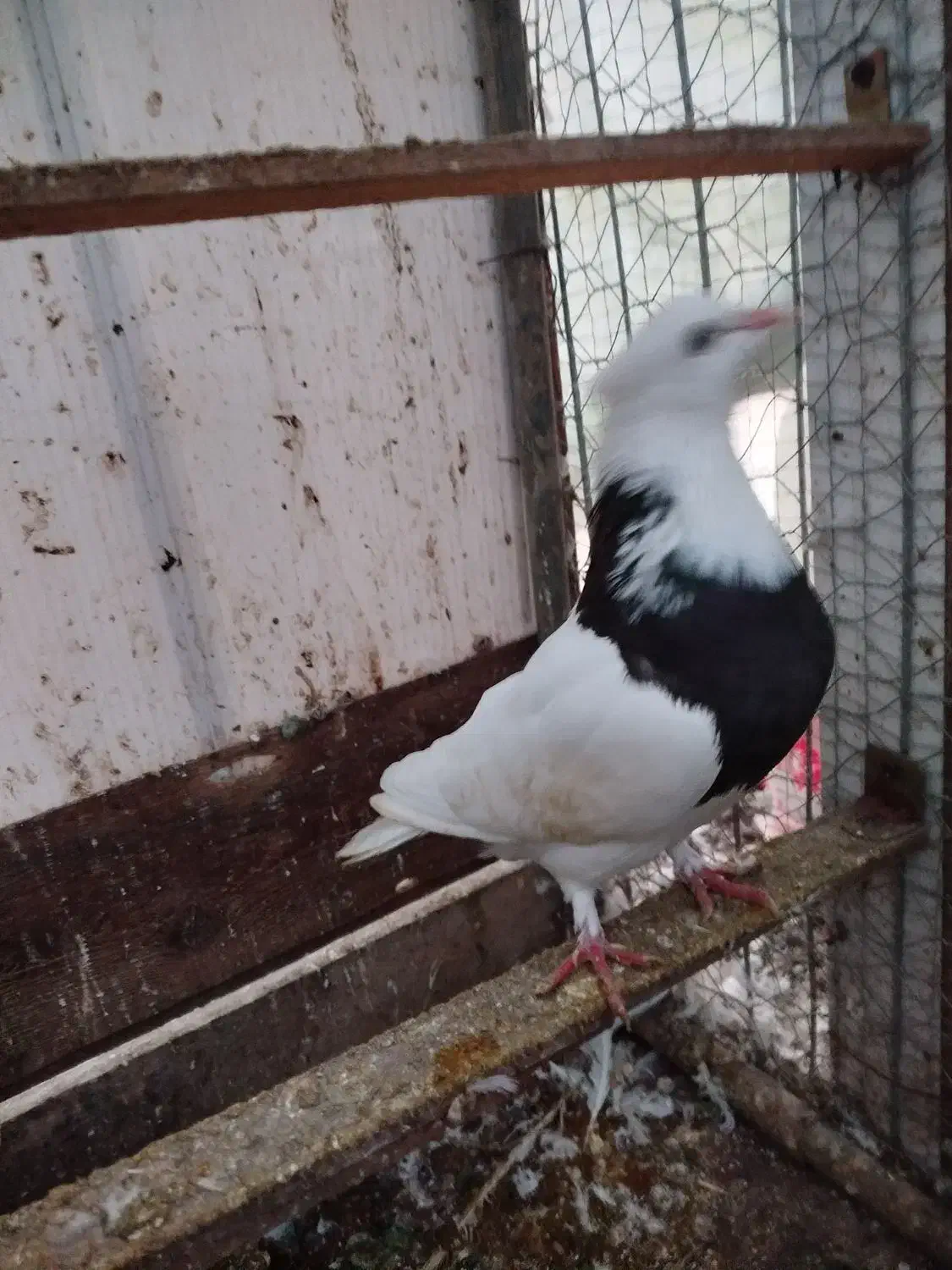 طوقی مشکی نر|پرنده|خرم‌آباد (تنکابن), |دیوار