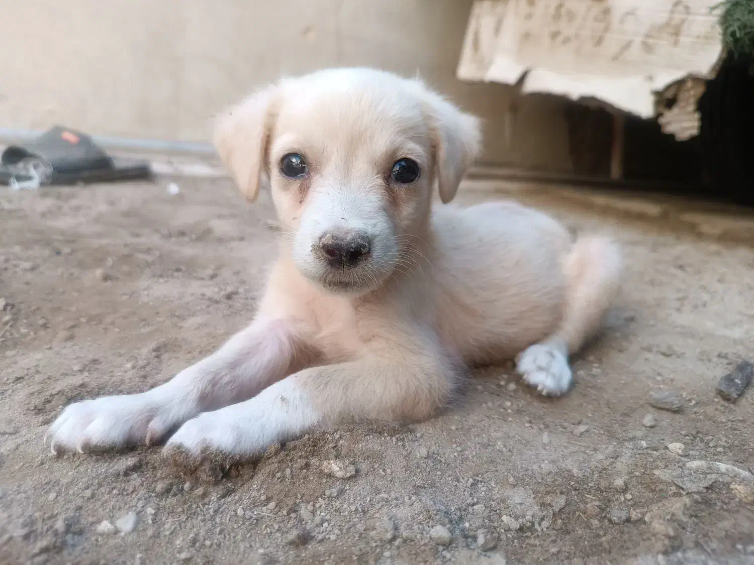 توله سگ|سگ|خورموج, |دیوار