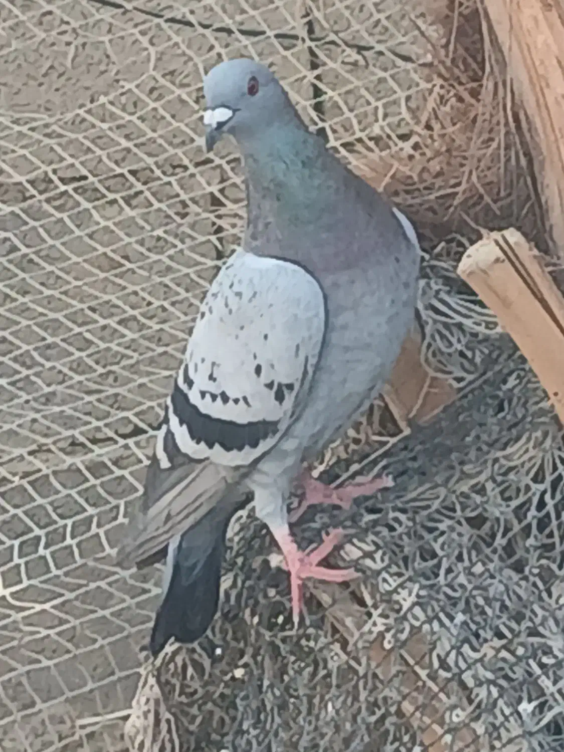 یک جفت پلاکی|پرنده|خورموج, |دیوار