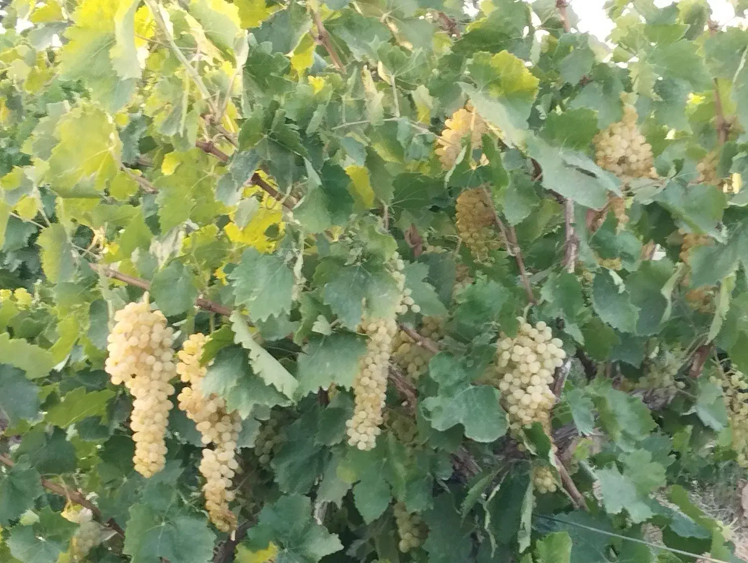 باغ انگور داربستی سفید جوان ۴۸۰۰متر|فروش زمین و ملک کلنگی|ابهر, |دیوار