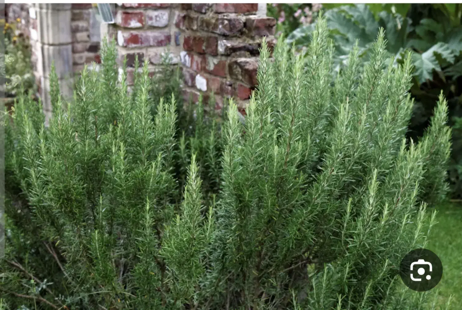 گیاه رزماری|گل و گیاه طبیعی|بندر ماهشهر, |دیوار