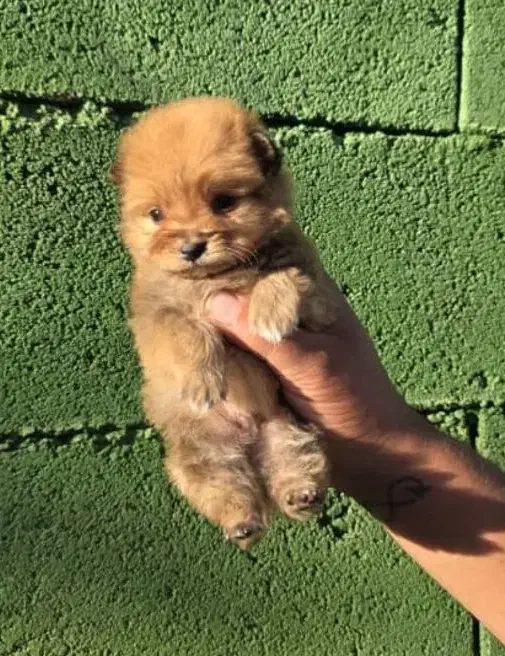 سگ آپارتمانی|سگ|بهبهان, |دیوار