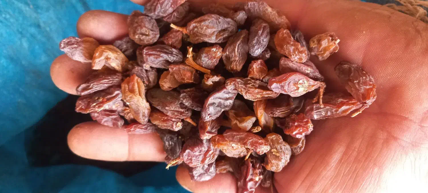 کشمش مویز آفتابی کاشمر،شیراز، تمیز بدون هسته|خوردنی و آشامیدنی|نجفآباد, حومه نجف آباد|دیوار