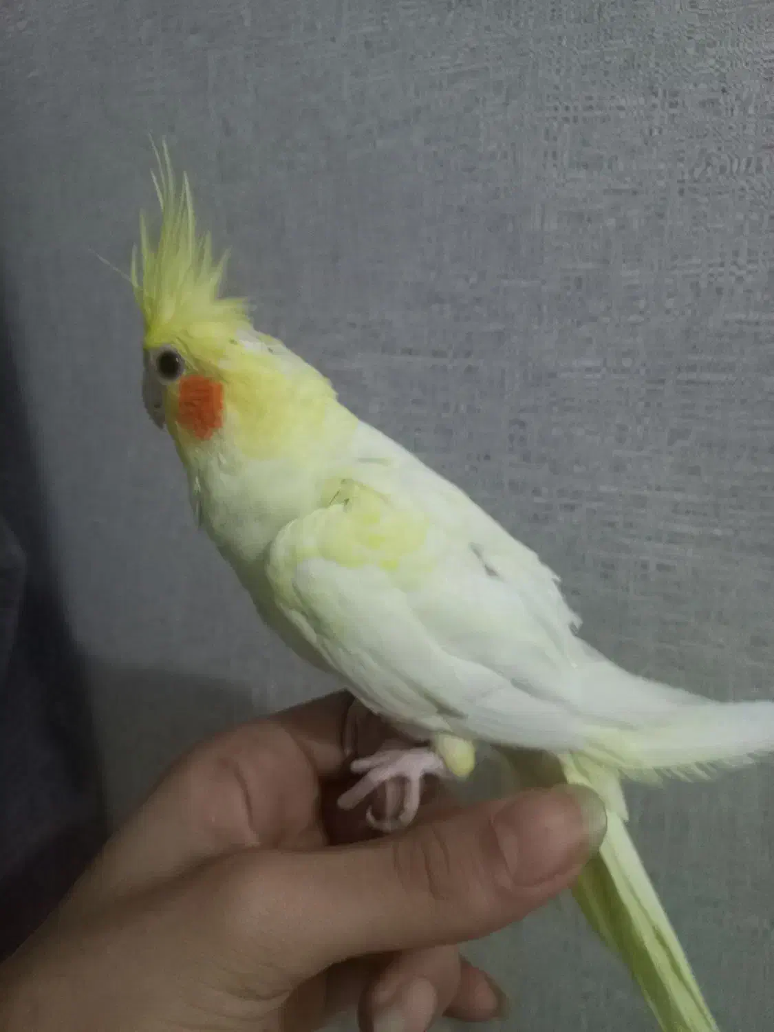 عروس هلندی نر نیمه رام|پرنده|بندرعباس, |دیوار