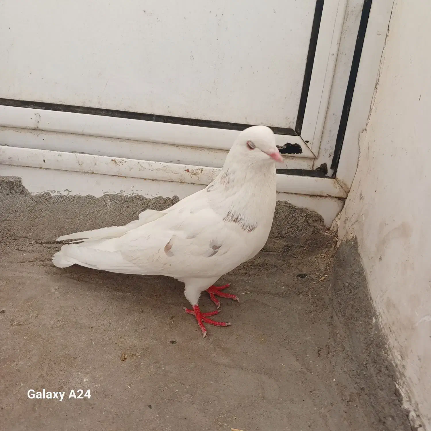 کفتر|پرنده|مشگین شهر, |دیوار