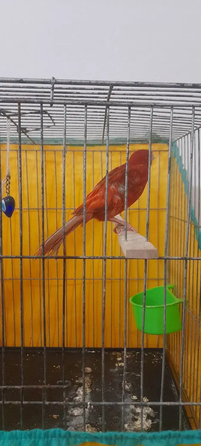 قناری|پرنده|بروجرد, |دیوار