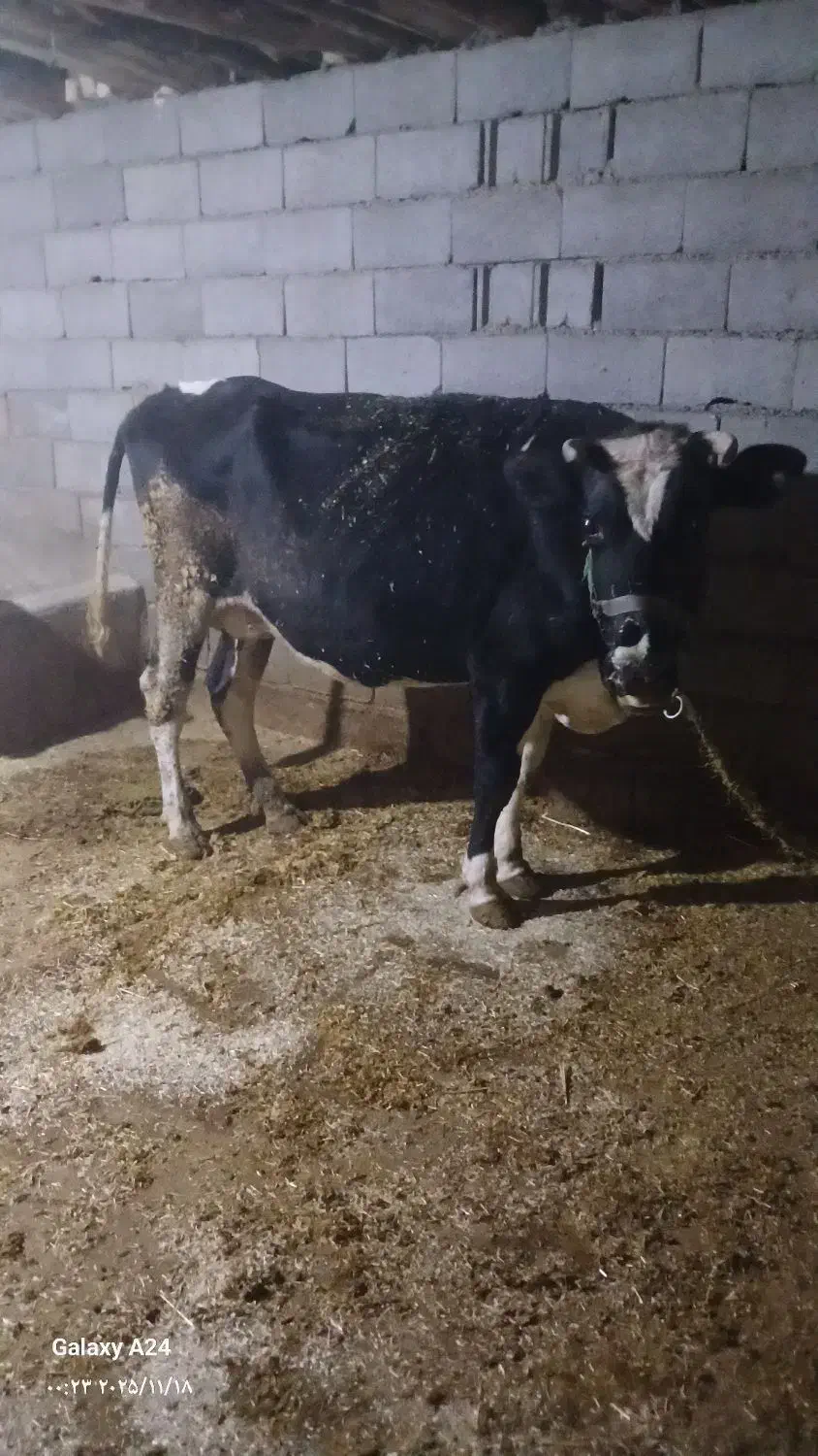 فروش یک راس گاو داشتی خوب|حیوانات مزرعه|لردگان, |دیوار