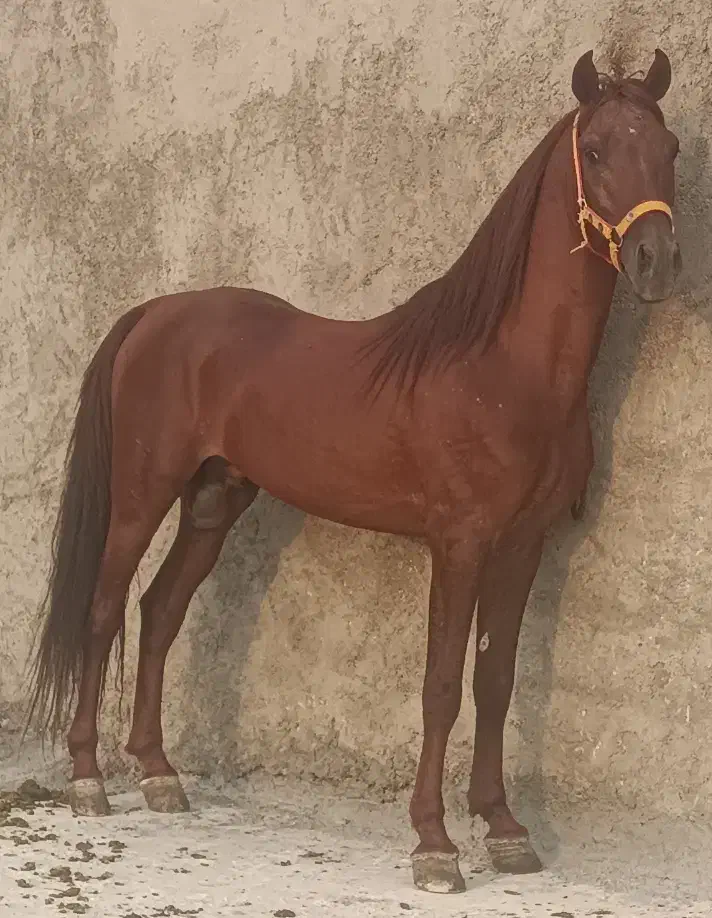 فروش اسب نریان یا معاوضه با مادیان خوب|اسب و تجهیزات اسبسواری|داراب, |دیوار