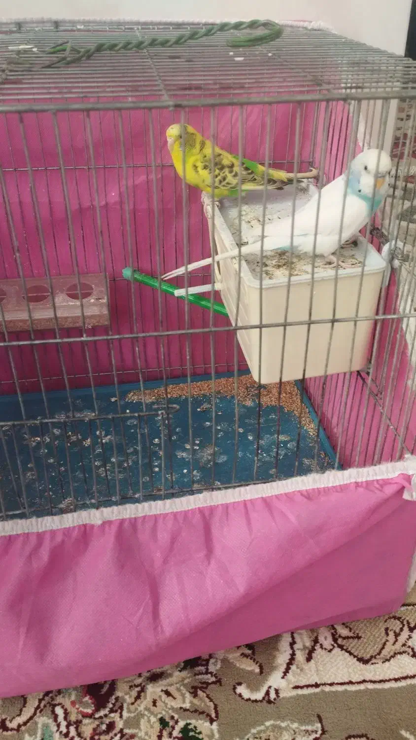 مرغ عشق جفت با قفس|پرنده|کنگاور, |دیوار