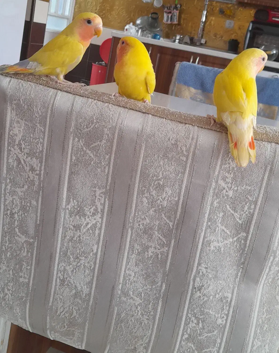 طوطی کوتوله دستی|پرنده|یزد, |دیوار