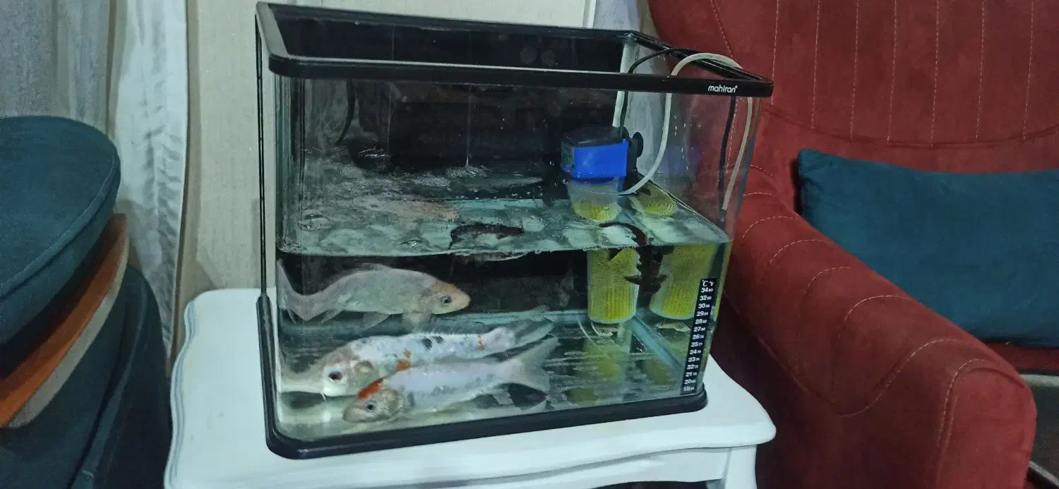 اکواریوم شیشه خم|ماهی|تهران, حافظیه|دیوار
