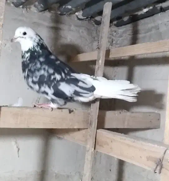 کفتر شازده سرور|پرنده|کرج, عظیمیه|دیوار