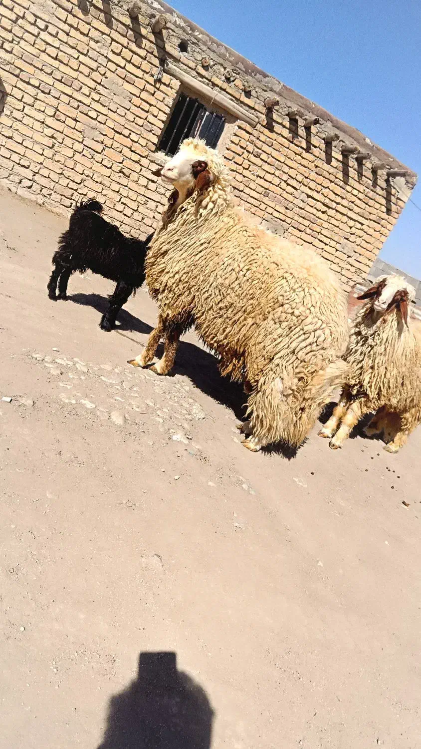 قوچ.کاور ورن|حیوانات مزرعه|کوزران, |دیوار