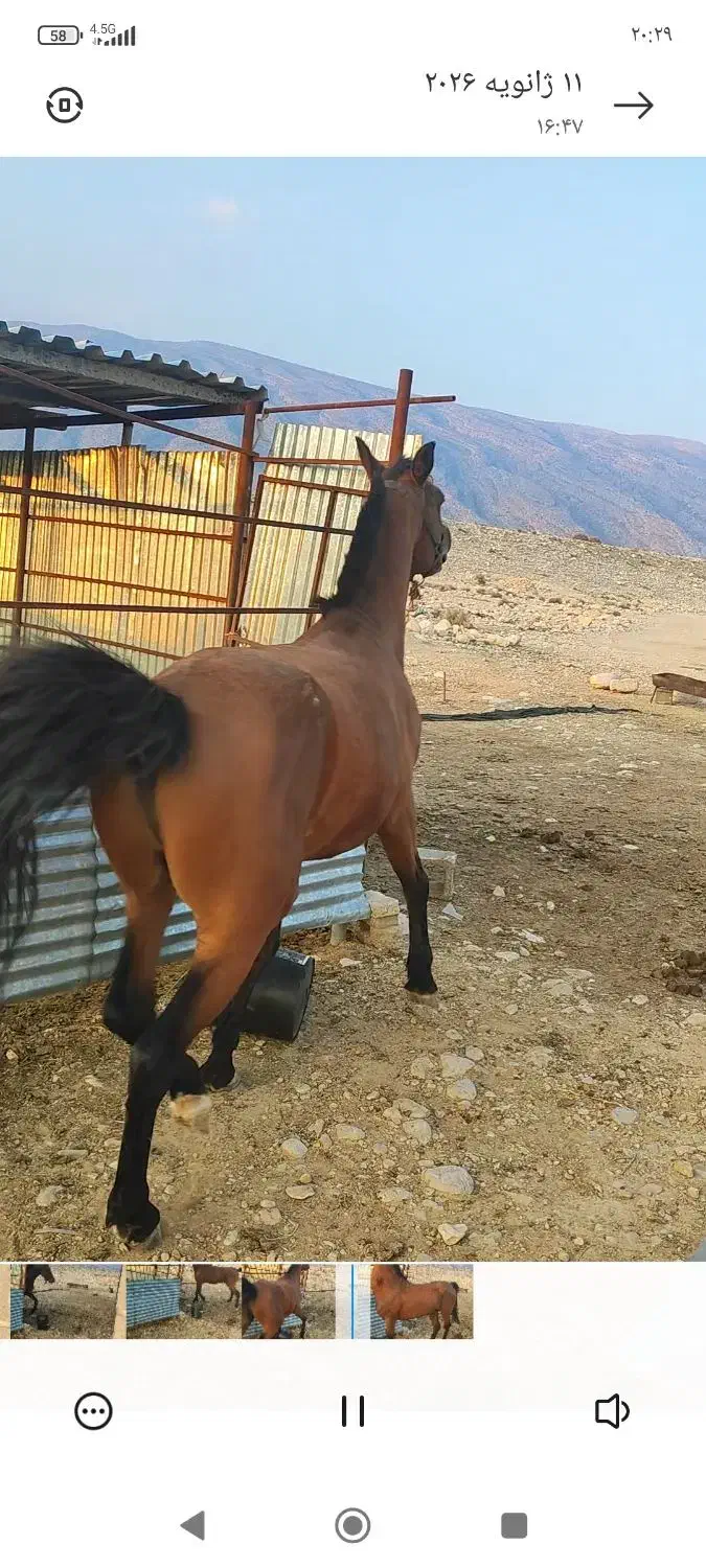 نریون دره شور|اسب و تجهیزات اسب‌سواری|فیروزآباد (فارس), |دیوار