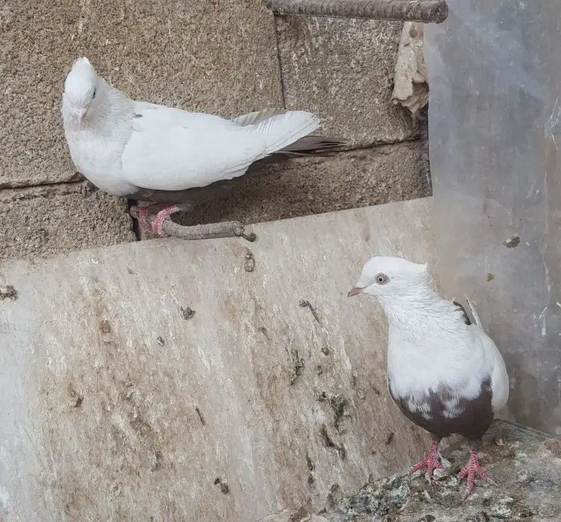 جفت دم قهوه ای|پرنده|فیروزآباد (فارس), |دیوار