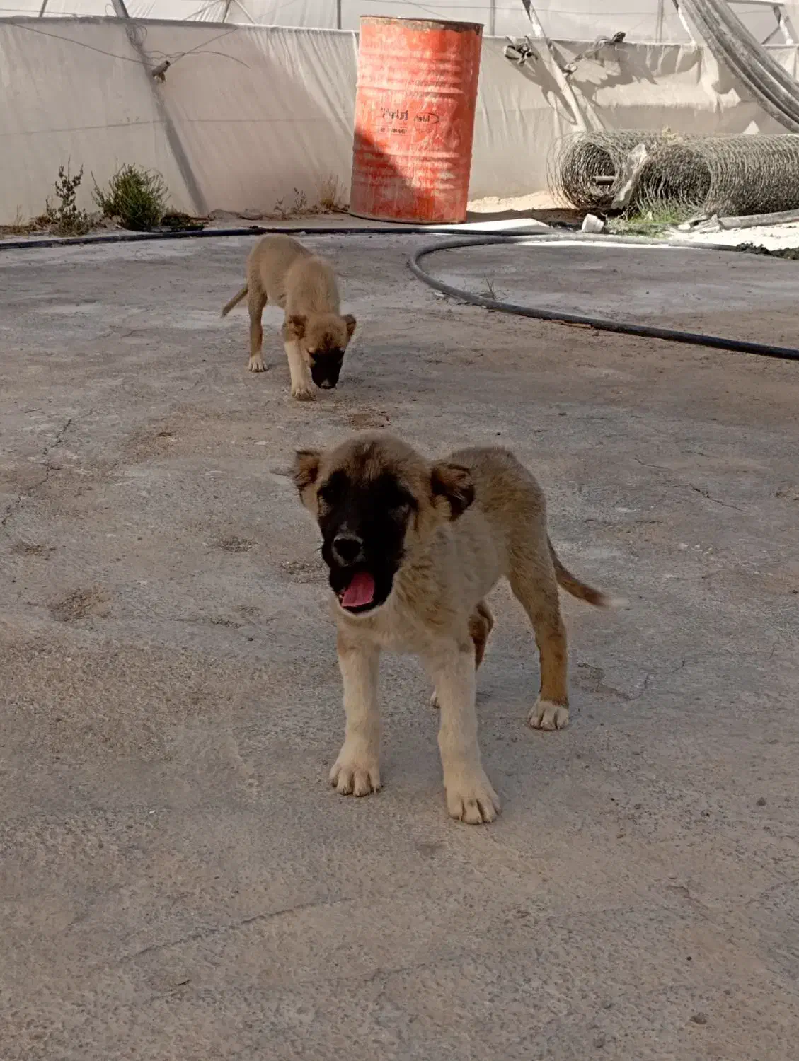 توله سگ بومی خوش رنگ|سگ|شهرضا, |دیوار