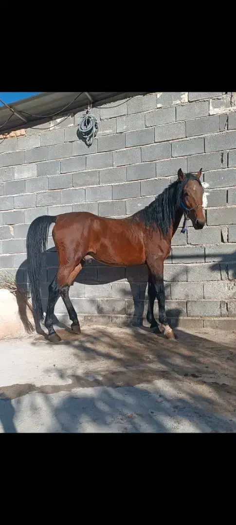 کره نریان عرب شش دنگ|اسب و تجهیزات اسبسواری|مرودشت, ابوذر شمالی|دیوار