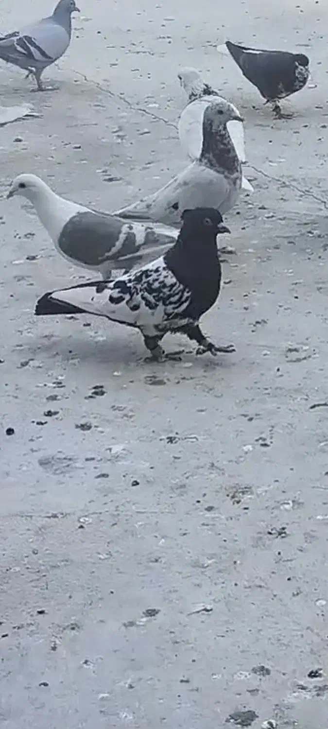 کبوتر|پرنده|برازجان, |دیوار