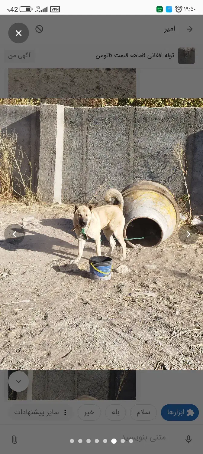 توله 5ماهه سرابی اصل نر|سگ|سرعین, |دیوار