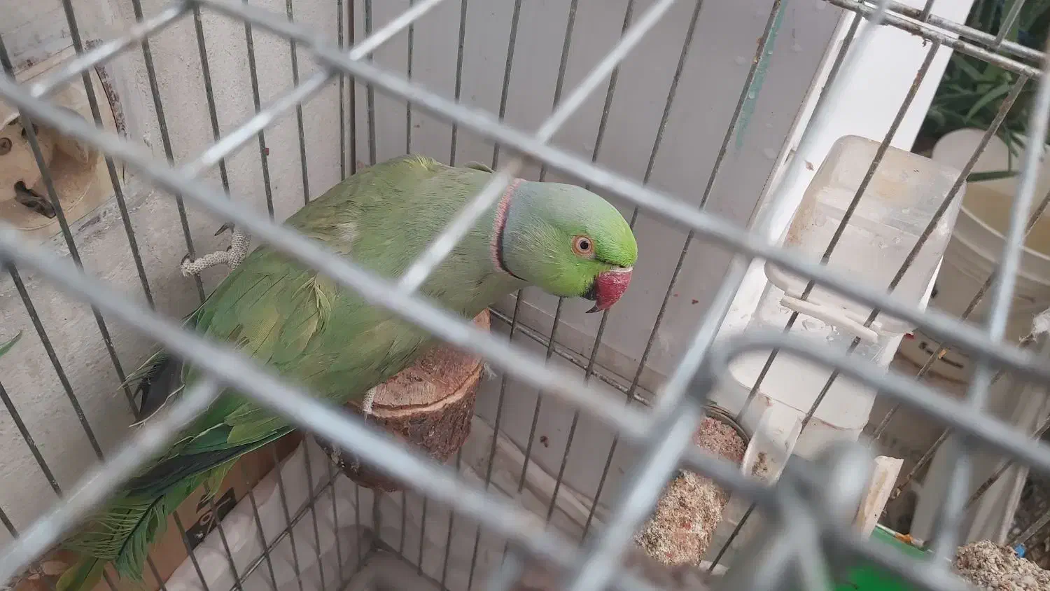 ملنگو مولد|پرنده|تاکستان, |دیوار