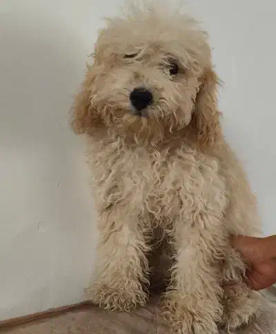 پودل|سگ|شیراز, دوکوهک|دیوار