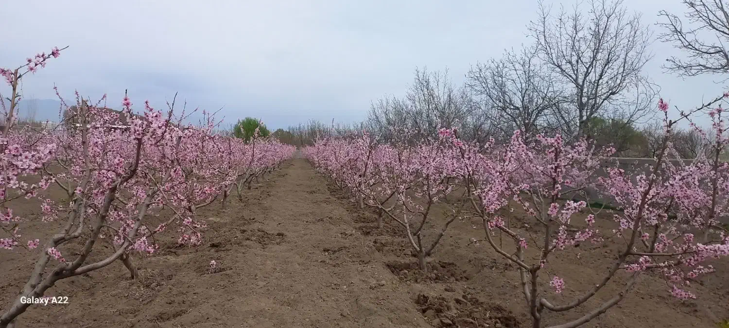 هرس درختان میوه و هرس فرم تزئینی|خدمات باغبانی و درختکاری|هشتگرد, تهران دشت|دیوار