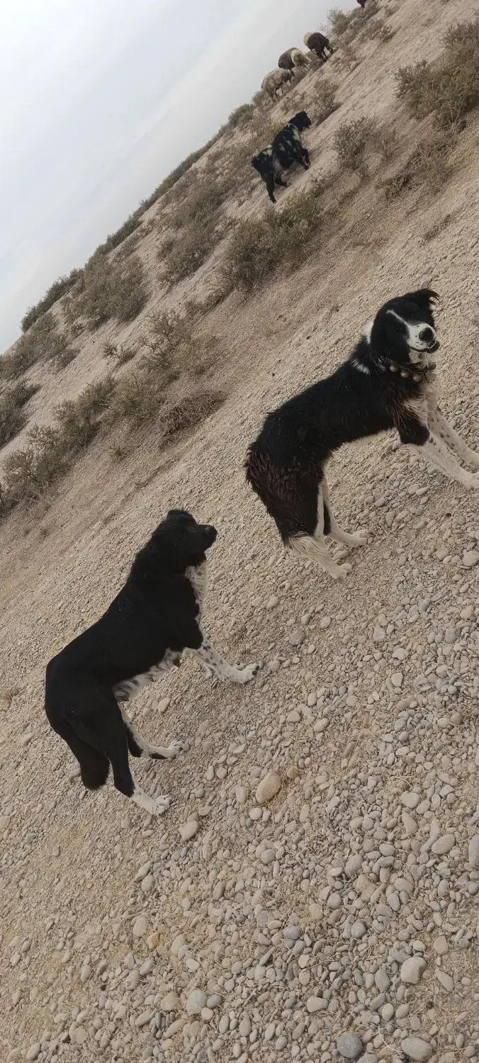 سگ. نرو لاس|سگ|امیدیه, |دیوار