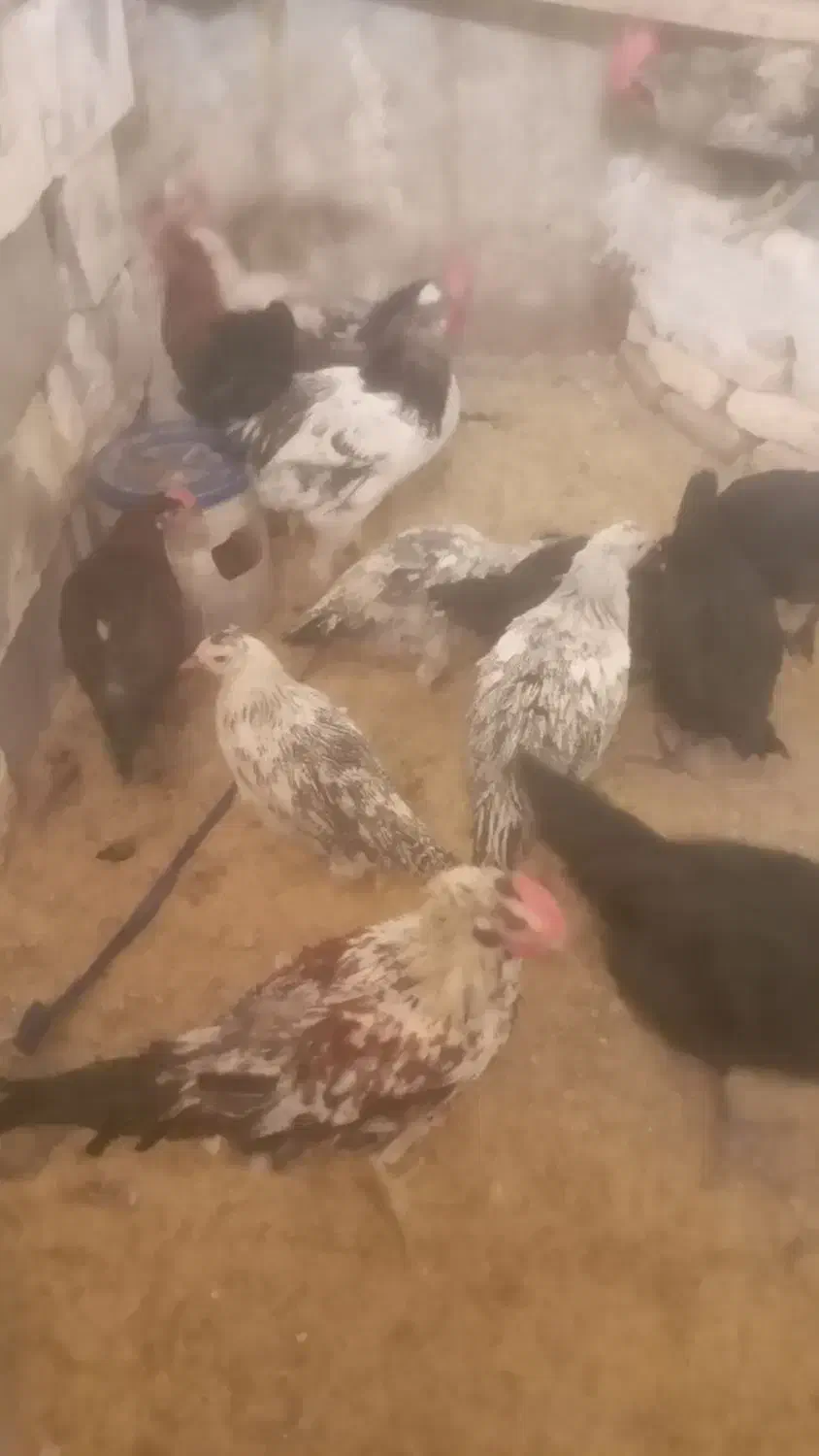 خروس محلی|حیوانات مزرعه|شیراز, ده پیاله|دیوار