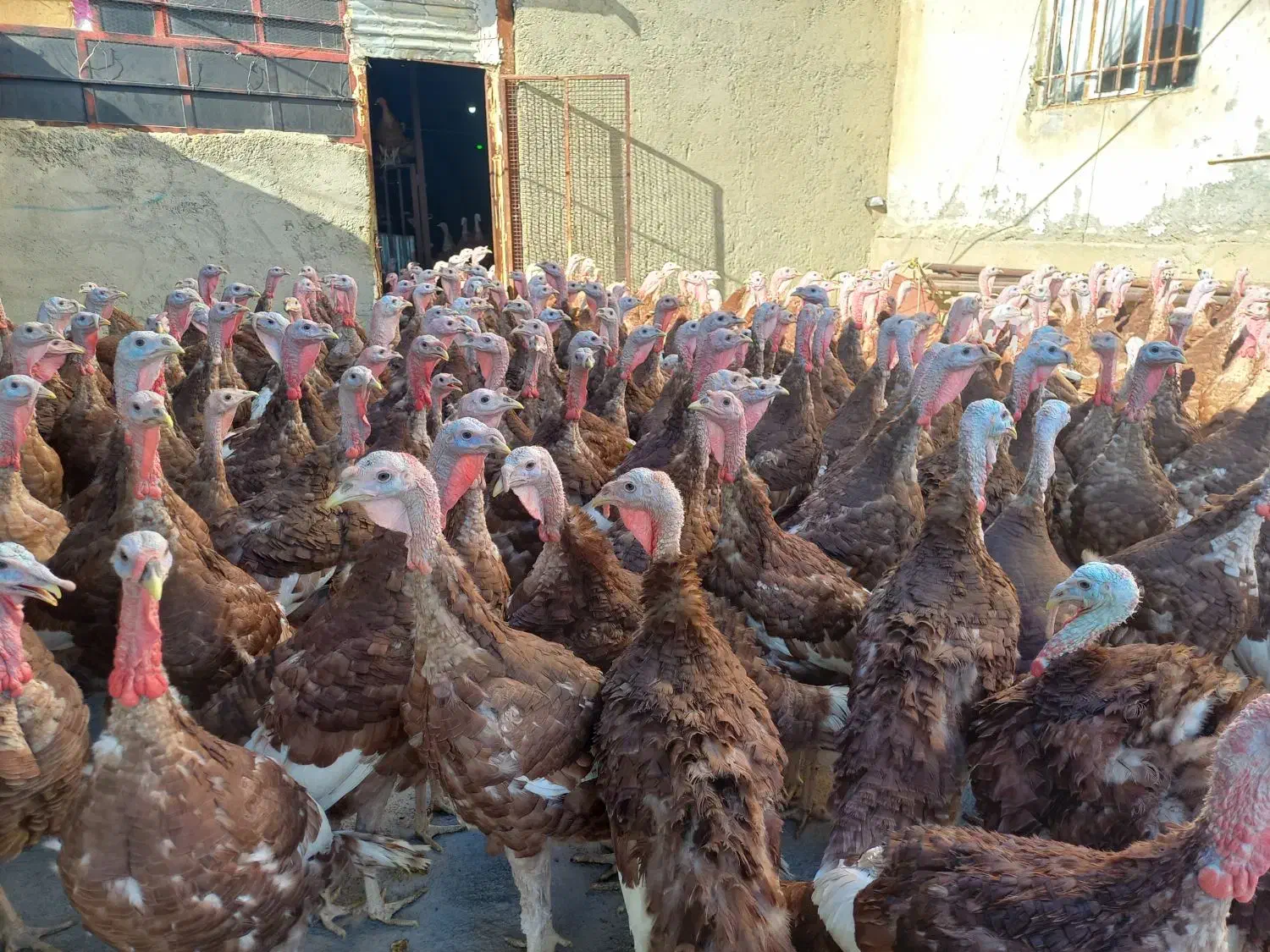 بوقلمون بوربون|حیوانات مزرعه|روانسر, |دیوار