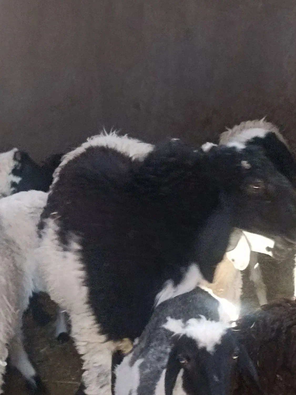 بره لتکی دم بزی|حیوانات مزرعه|بم, |دیوار