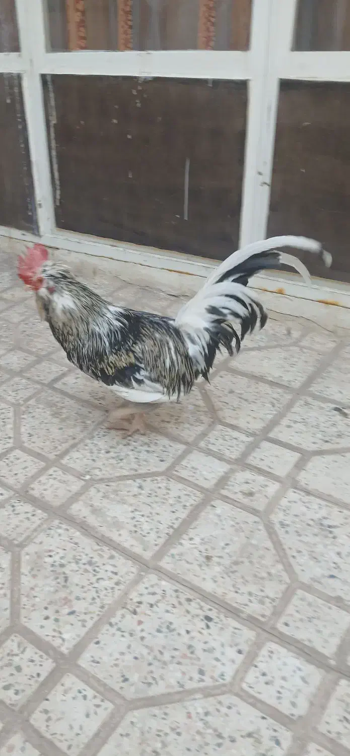 خروس اصلاح شده امریکایی|حیوانات مزرعه|اصفهان, مسجد مصلی|دیوار