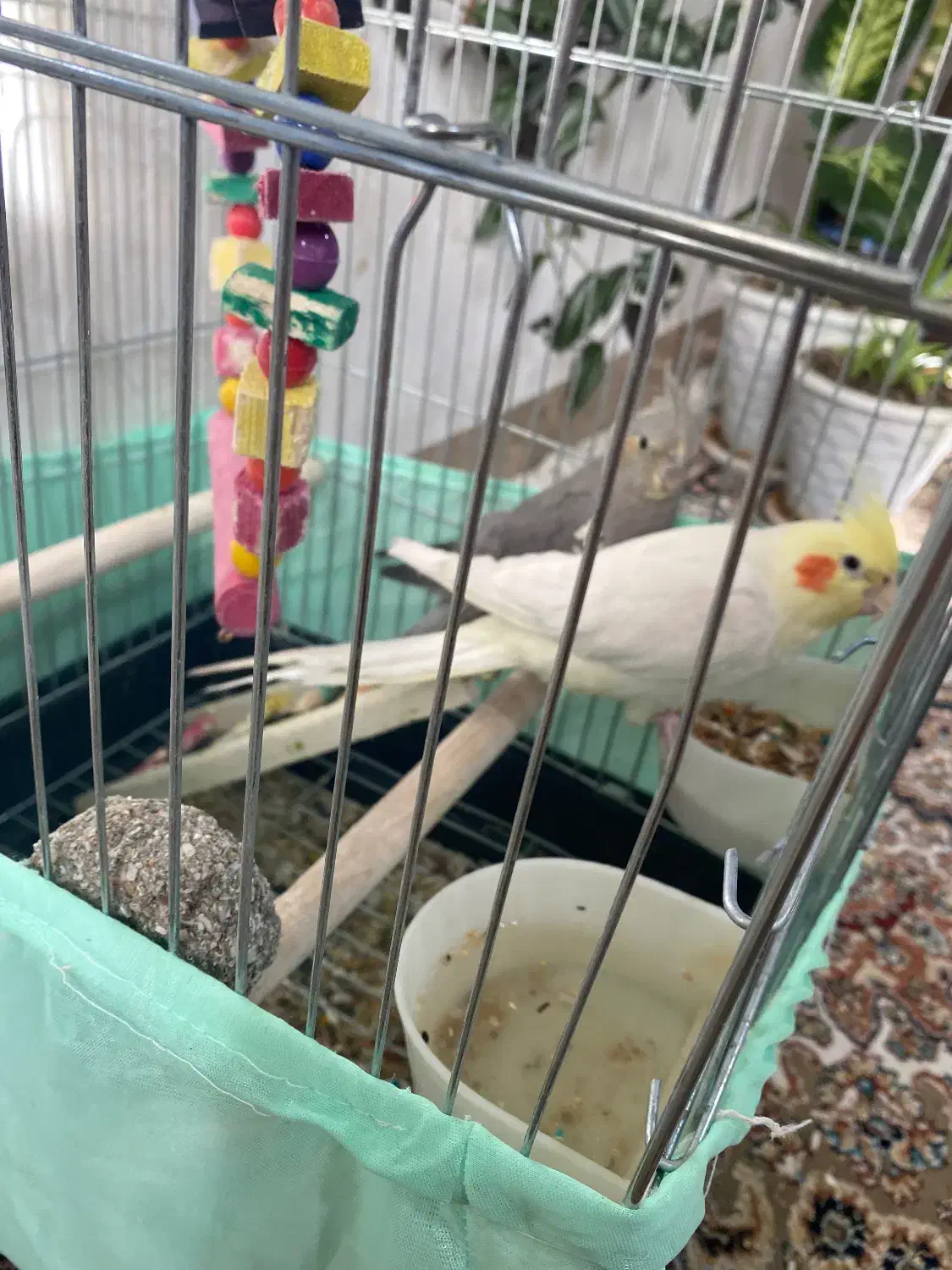 یک جفت عروس هلندی|پرنده|نورآباد, |دیوار