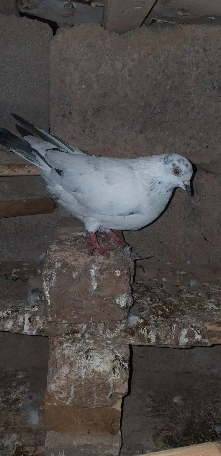 پرشی دارم|پرنده|انبارآلوم, |دیوار