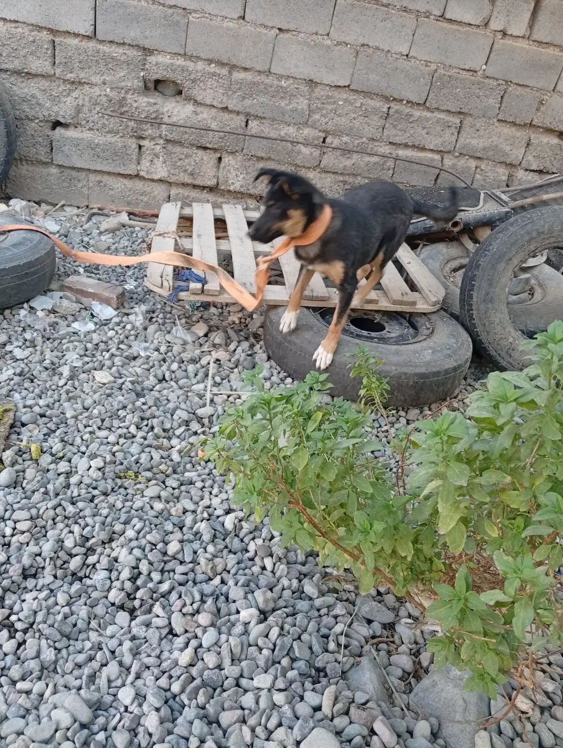 یک قلاده سگ|سگ|جیرفت, |دیوار