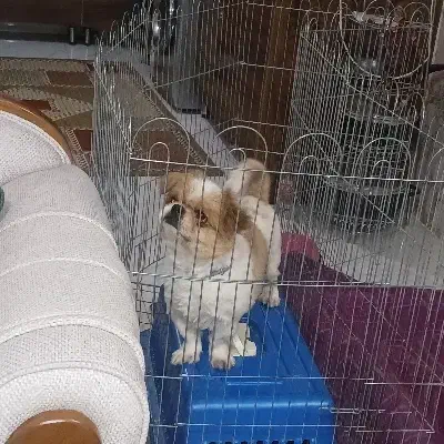 واگذاری سگ پیکنیز|سگ|مشهد, مشکینی (شهرک غرب)|دیوار